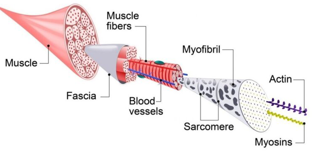 Budowa mięśnia szkieletowego i jego funkcje | sarkomer
